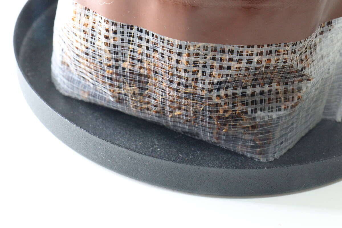 えっ食べられるの…？！気になりすぎて買うしかなかった100均の栽培キット