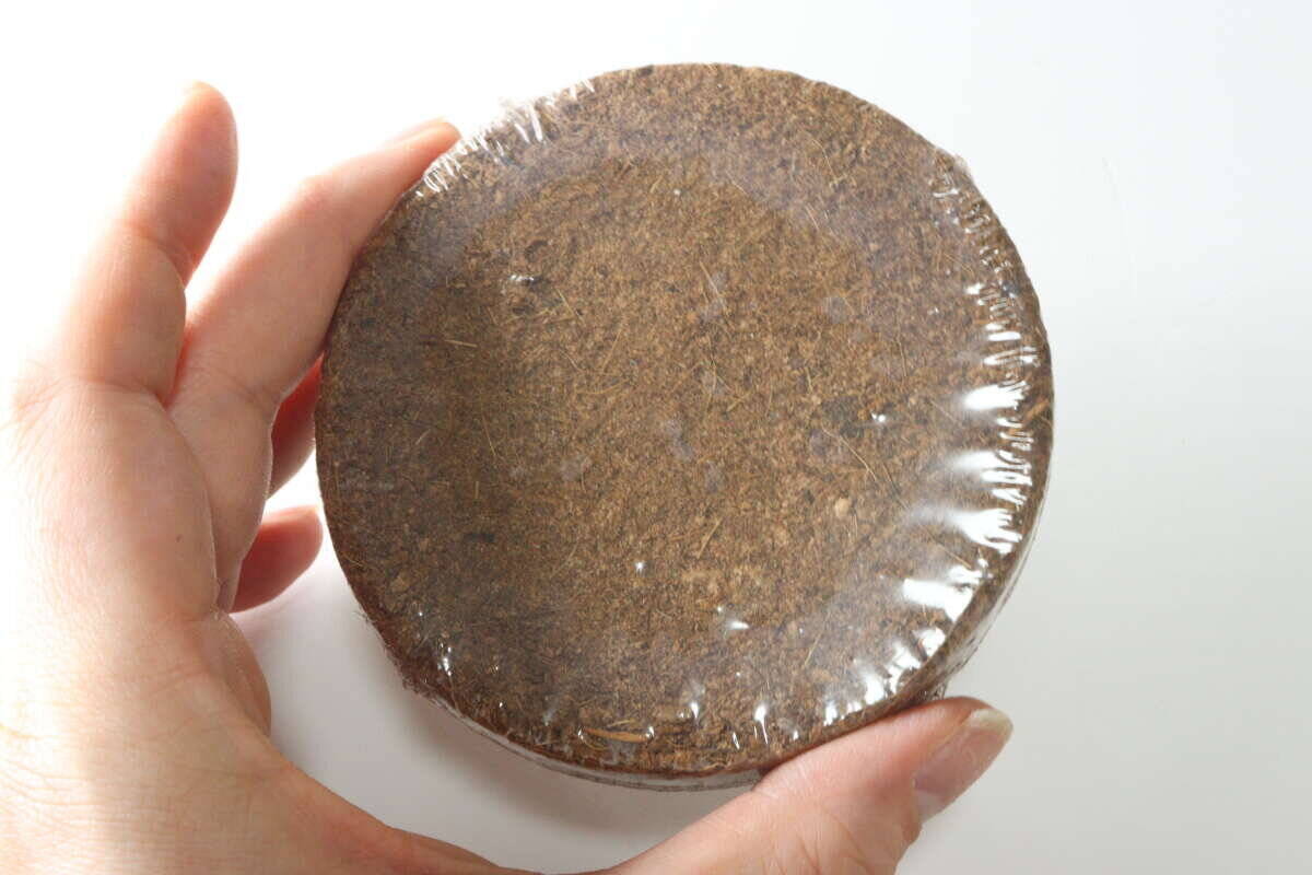 300円で良いの？「スーパーでも見たことないよ…」珍しいアレを育てるキット