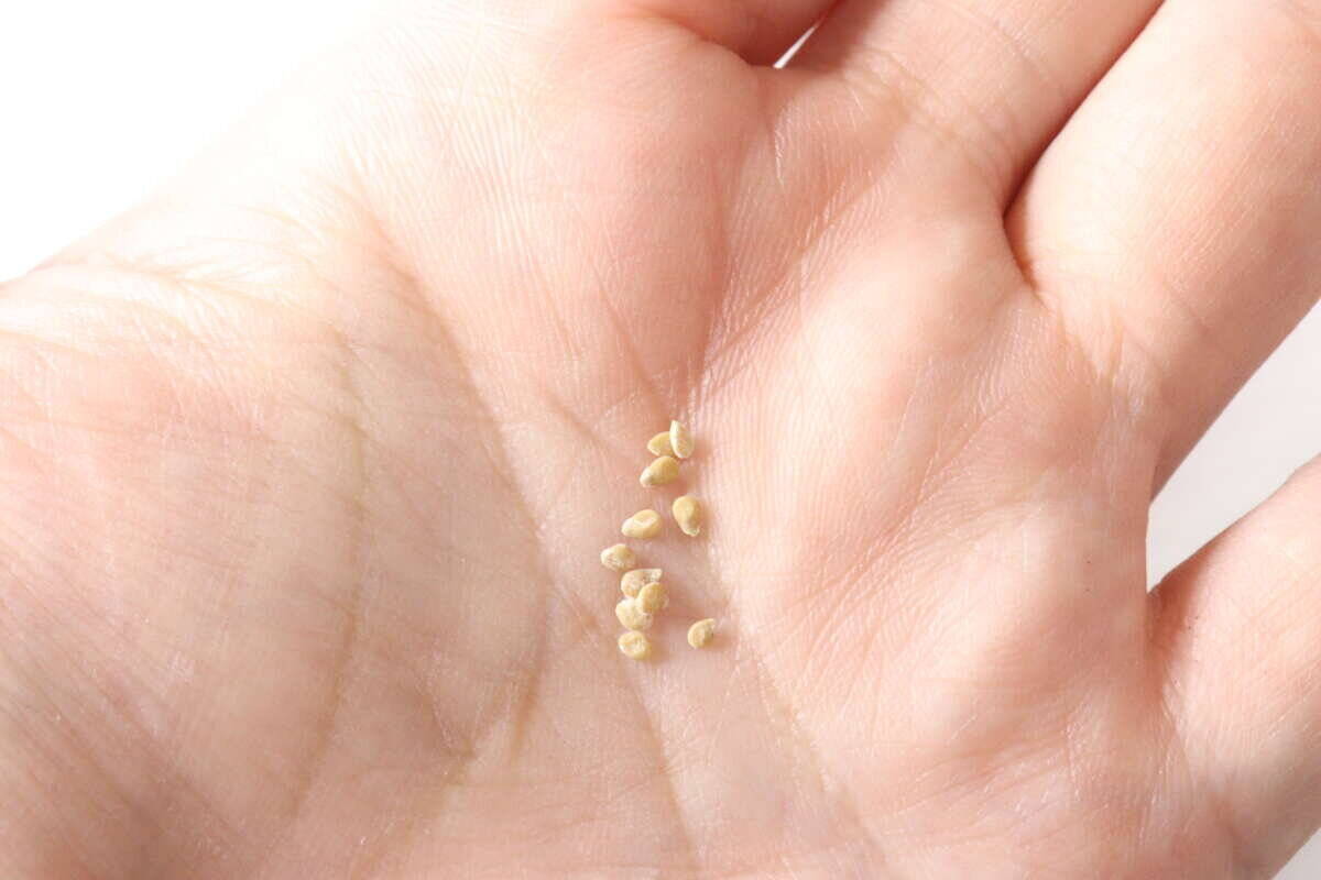 300円で良いの？「スーパーでも見たことないよ…」珍しいアレを育てるキット