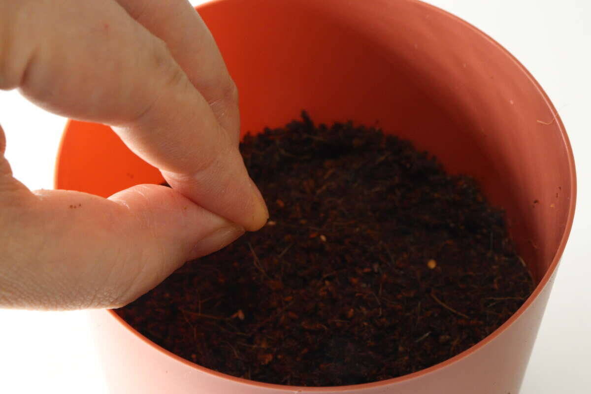 300円で良いの？「スーパーでも見たことないよ…」珍しいアレを育てるキット