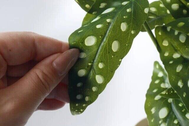 スリコで飛ぶように売れてます！売り切れ前に急げ～！人気に納得のアイテム5連発