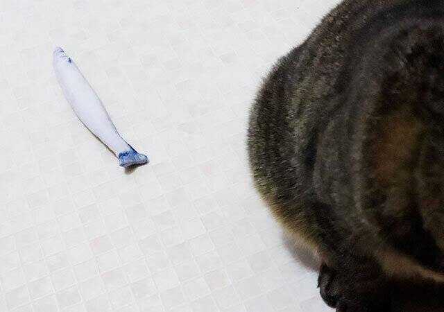 ダイソーに…サンマ？！100円なのによく出来てる♡デザインに一目惚れした商品