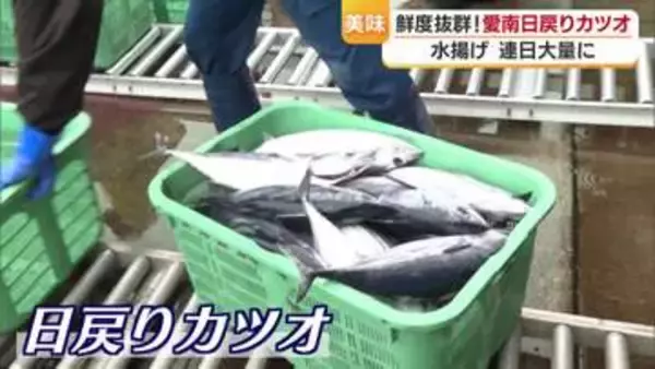 「次元が違うぐらい食感が違う！」１００匹に１匹だけ認められる愛媛県愛南町“幻のカツオ”「びやかつお」とは？【愛媛発】