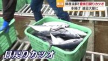「次元が違うぐらい食感が違う！」１００匹に１匹だけ認められる愛媛県愛南町“幻のカツオ”「びやかつお」とは？【愛媛発】