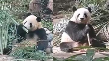 「シャオシャオ」と「レイレイ」が笹を食べる姿　上野動物園から中国に返還の双子パンダ一般公開　「日本から会いに来る人歓迎」