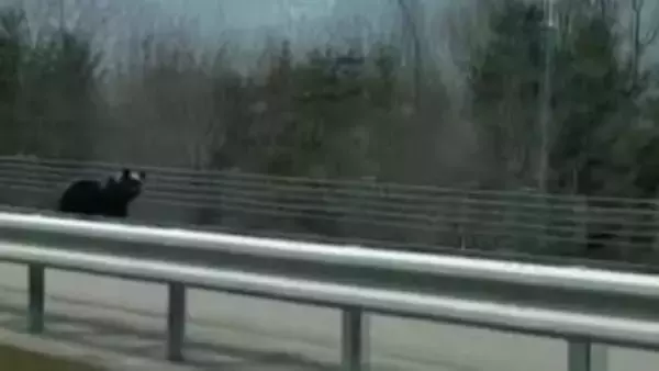 「【クマ冬眠明け】各地で目撃 高速道路を横断＆列車と並走…人里に寄せつけないごみ箱を設置＿出没傾向に異変も＿ハンターが驚き「全く足跡が見つからない」一体何が起きているのか〈北海道〉」の画像