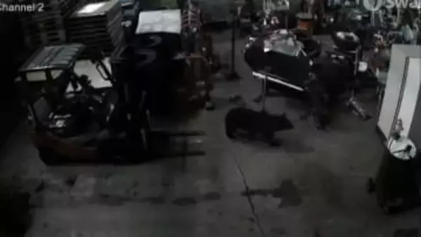 卸売市場の倉庫に入り込んだクマを箱わなで捕獲…秋田市　隣接地区で相次いで目撃も同一個体か不明