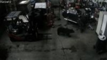 卸売市場の倉庫に入り込んだクマを箱わなで捕獲…秋田市　隣接地区で相次いで目撃も同一個体か不明