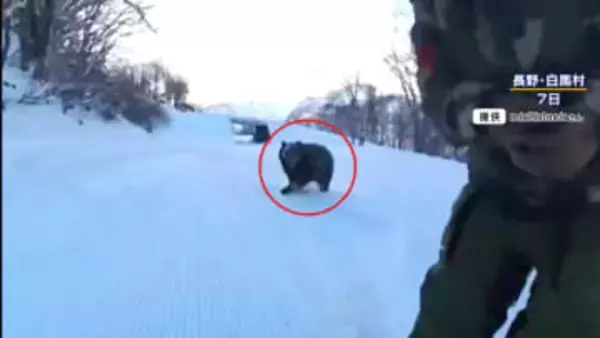 【なぜ】冬眠しているはずのクマがスキー場に出没…その理由は？専門家「人里の物に依存しすぎると冬眠がどんどん遅くなる」春先も注意