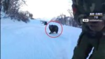【なぜ】冬眠しているはずのクマがスキー場に出没…その理由は？専門家「人里の物に依存しすぎると冬眠がどんどん遅くなる」春先も注意