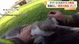 「火災に巻き込まれたネコを「人工呼吸」と「酸素マスク」で救助　ネコたちは数分後に回復　アメリカ・カリフォルニア州」の画像1
