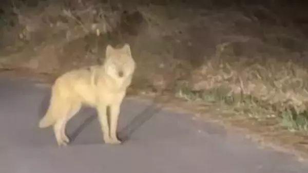 オオカミが動物園から脱走　1週間以上「捕獲作戦」続く　警察などの包囲網も突破　韓国