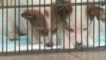 【ペットを置き去りにしない】”津波警報”で避難所に行かなかった浦河町の女性は「みんな車の中で過ごす ペットがいる人は」令和でも災害時の大きな課題＿”家族の一員”との避難どうする？〈北海道〉