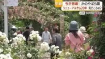 鹿屋かのやばら園「1000種・2万5千株」春のバラ祭り　リニューアル20周年企画「同伴者何人でも無料」が話題