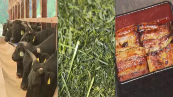 和牛もお茶もウナギも鹿児島が日本一！でも知られていないのはなぜ？　しつこく言い続け『第一想起』の壁を打ち破ろう！