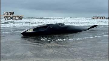 千葉・匝瑳市の海岸に17mのクジラ打ち上がる　台風接近で撤去見送り