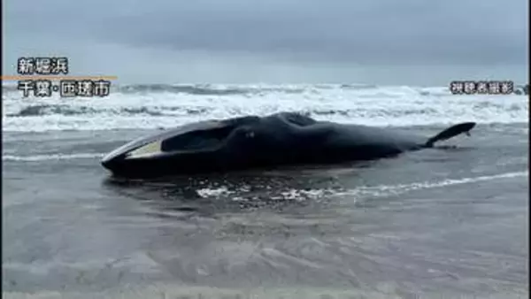 千葉・匝瑳市の海岸に17mのクジラ打ち上がる　台風接近で撤去見送り