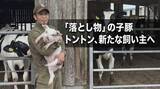 「落とし物の「子豚のトントン」警察署から新たな飼い主の元へ　みんなを笑顔にする幸せの子豚」の画像1
