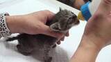 「野良猫問題に自治体が本腰　「手術すれば一代限りの命」　霧島市の野良猫対策「ＴＮＲ」が全国モデルに　市職員が捕獲器まで設置【鹿児島】」の画像1