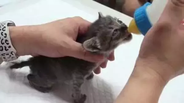 野良猫問題に自治体が本腰　「手術すれば一代限りの命」　霧島市の野良猫対策「ＴＮＲ」が全国モデルに　市職員が捕獲器まで設置【鹿児島】