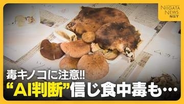 【毒キノコ】“AI判断”信じ食中毒に…「間違ったこと書いている」専門家が注意呼びかけ　判断できないものは“採らない・食べない・人にあげない”徹底を！