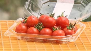 長引く中東情勢にトマト農家の“不安 ”　パックや袋が「3割近く値上がりするって」…秋以降の燃料供給への懸念も