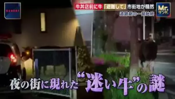 牛丼店前に“迷い牛”「避難して」市街地が騒然　追跡劇の一部始終　埼玉・東松山市