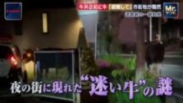 牛丼店前に“迷い牛”「避難して」市街地が騒然　追跡劇の一部始終　埼玉・東松山市