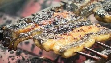 豊漁なのに経営は苦しい？　日本一の養殖ウナギ産地・鹿児島の実情