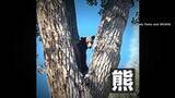 「住宅街に木登りクマ出没…麻酔銃使い確保　体重約45kg1歳半ほどのオス　無事野生に戻される　アメリカ・コロラド州」の画像1
