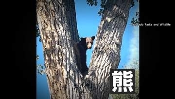 住宅街に木登りクマ出没…麻酔銃使い確保　体重約45kg1歳半ほどのオス　無事野生に戻される　アメリカ・コロラド州