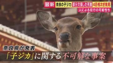 奈良公園で“欠損した”子ジカの死骸発見が2カ月で4件相次ぐ「さすがに気持ち悪い」「不自然さを感じました」　関係者に困惑と不安　“人による犯行”の可能性も