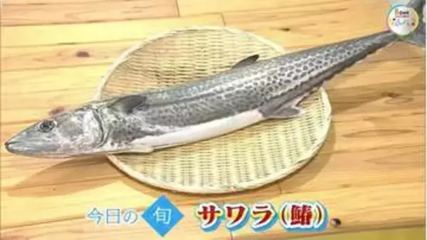魚へんに「春」岡山を代表する魚・サワラ。県民に愛される食材を刺身に…鮮度の見分け方を市場のプロが解説【瀬戸内旬紀行　岡山・香川発】