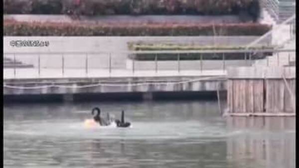 コクチョウ なぜ学生襲う 背中傷だらけも同情なし 中国 22年3月23日 エキサイトニュース