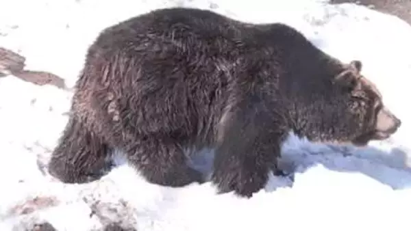 「ガリガリガリ！扉を叩くクマ　【冬眠明けの生態】北海道別海町でシカ捕食するクマ衝撃映像…2025年秋のドングリ不作が2026年春まで影響 仲間のエサで目覚める個体も」の画像
