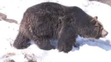 ガリガリガリ！扉を叩くクマ　【冬眠明けの生態】北海道別海町でシカ捕食するクマ衝撃映像…2025年秋のドングリ不作が2026年春まで影響 仲間のエサで目覚める個体も