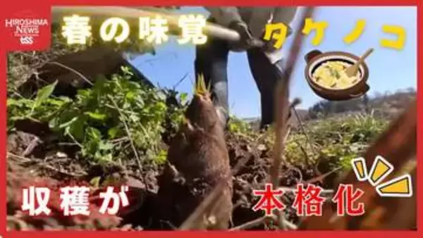 三次の竹林で始まった早めのタケノコ収穫　春の訪れを告げる作業風景