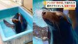 「動物園のアシカが溺死　原因は熱中症による意識障害か　園は地下水の活用や監視カメラ設置を検討　高知「のいち動物公園」」の画像1