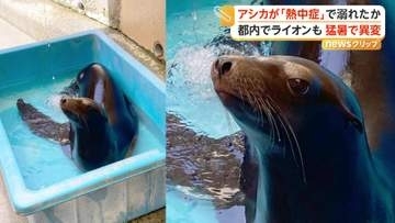 動物園のアシカが溺死　原因は熱中症による意識障害か　園は地下水の活用や監視カメラ設置を検討　高知「のいち動物公園」