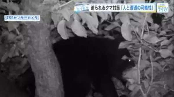 ナシ農園にクマ！ 被害200個の日も　収穫本番を前に「もうなくなります…」農家が悲鳴【広島発】
