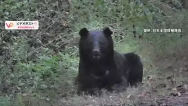 首都圏でクマ出没相次ぐ　日光の“紅葉クマ”に観光客「正直怖い」　神奈川ベッドタウン秦野でも　付近の小学校は集団下校に