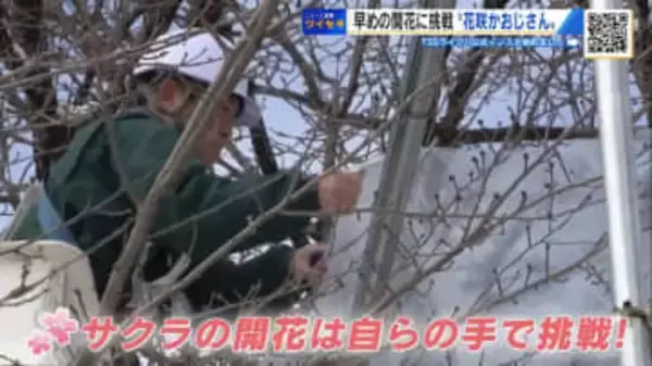 “満開のサクラ” 2週間早く楽しめる？　春を呼ぶ「令和の花咲かおじさん」　38年ぶりの挑戦【広島発】