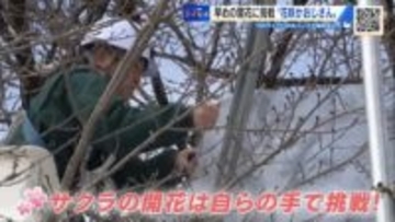 “満開のサクラ” 2週間早く楽しめる？　春を呼ぶ「令和の花咲かおじさん」　38年ぶりの挑戦【広島発】