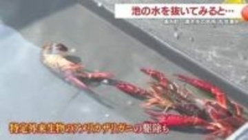 「ウナギだ！」湧水の池を丸ごと調査　子どもも大興奮・“外来ザリガニ”はみそ汁で食育に