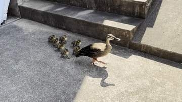 迷い込んだカルガモ親子の大移動見守る警察官　側溝の隙間に落ちてしまったひな1羽の行方は？　東京・杉並区