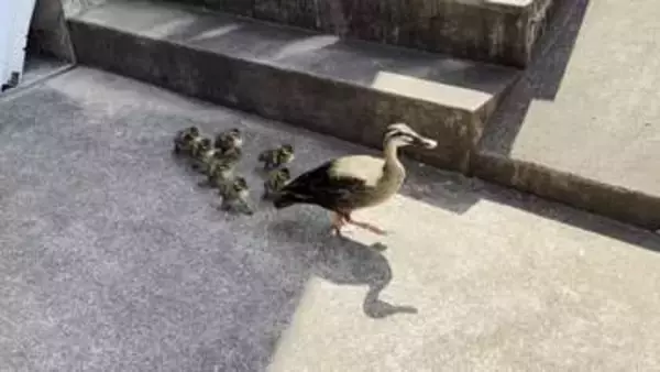 迷い込んだカルガモ親子の大移動見守る警察官　側溝の隙間に落ちてしまったひな1羽の行方は？　東京・杉並区