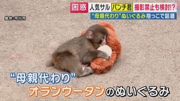 「動物ファーストで」市川市動植物園が下した苦渋の決断 1歳を迎えるパンチくんの笑顔を守るための模索