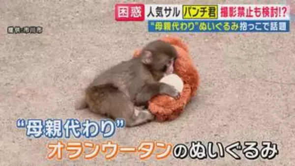 「動物ファーストで」市川市動植物園が下した苦渋の決断 1歳を迎えるパンチくんの笑顔を守るための模索
