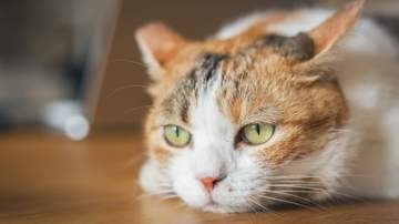 「助けて」のサインだったのか？病気の愛猫ジュテが飼い主のコラムニストに見せていた異変…後から気づいた行動の数々