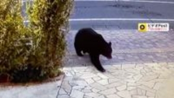 「外見たら黒い物体が」クマが住宅敷地に侵入…冬到来も警戒続く　「軽自動車みたいな大きさ」札幌ではヒグマ出没件数が過去最多に